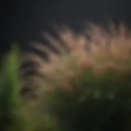 A close-up of Fountain Grass 'Hameln' plumes swaying in the wind