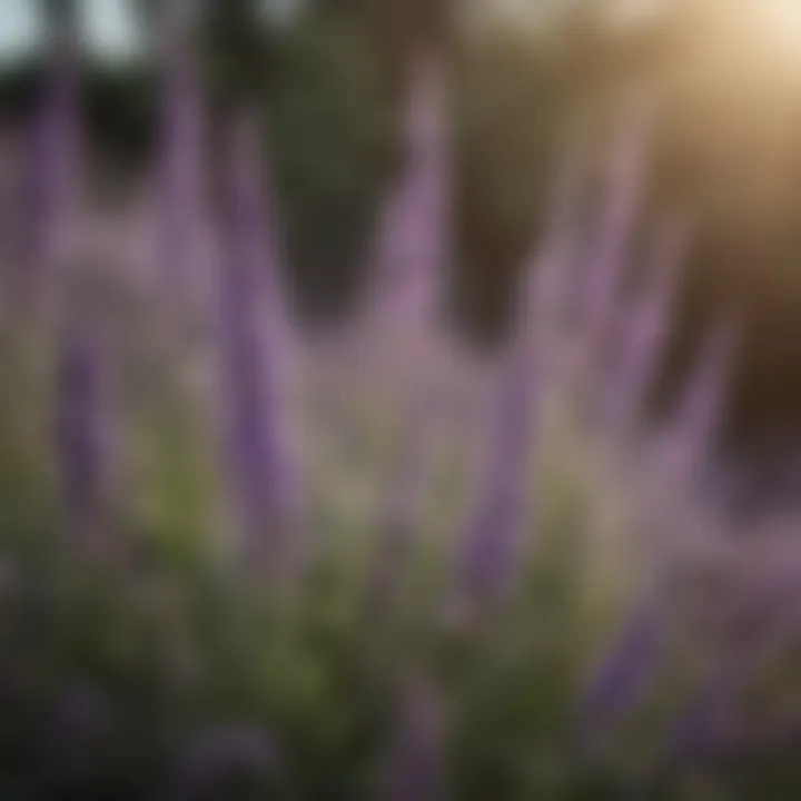 Close-up of French lavender bush blooming with perfection