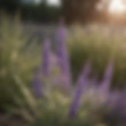 Botanical elegance of French lavender bush