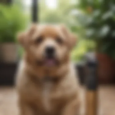 Furbo Add-On Camera Facilitating Remote Pet Monitoring