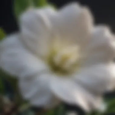 Botanical illustration of Gardenia Std Tree flower