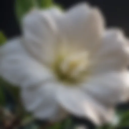Botanical illustration of Gardenia Std Tree flower