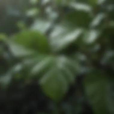 Close-up of Gardenia Std Tree leaves with morning dew