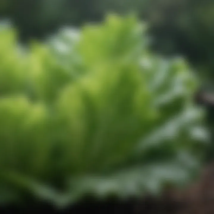 Lettuce leaves glistening with morning dew