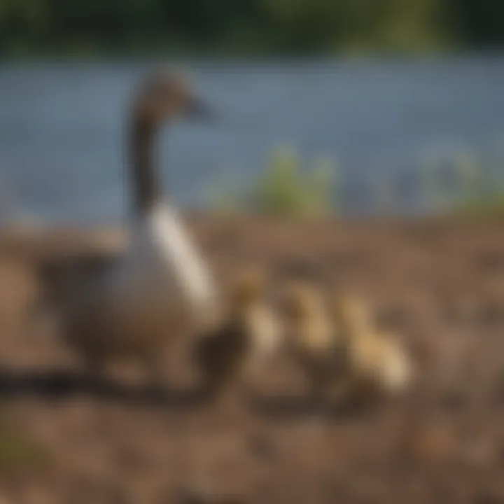 Adorable Goslings Under Canadian Goose's Care