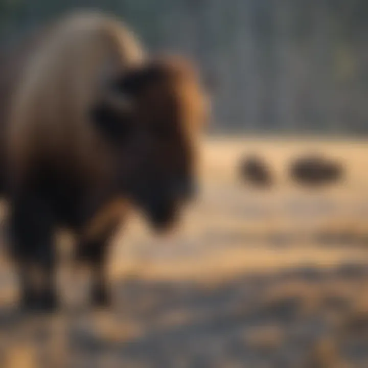 Graceful bison wandering in Yellowstone