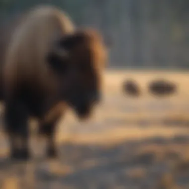Graceful Bison Encounters Graceful bison wandering in Yellowstone