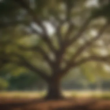 Graceful Cedar Elm tree in Central Texas