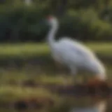 Graceful Whooping Crane in Texas wetland