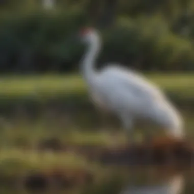 Elegant Whooping Crane in Texas Wetland Graceful Whooping Crane in Texas wetland