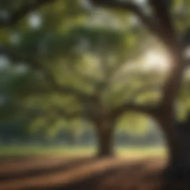 Willow Oak Serenity Graceful Willow Oak tree providing shade in an Alabama park