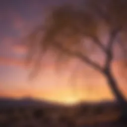 Graceful willow tree branches against vibrant Utah sky