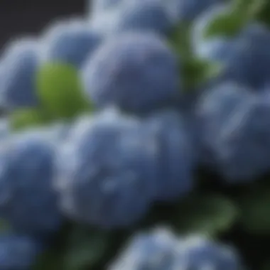 Majestic Size of a Giant Hydrangea Cluster