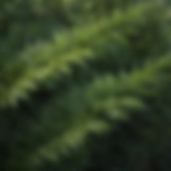 Close-up of the foliage of Green Giant Arborvitae