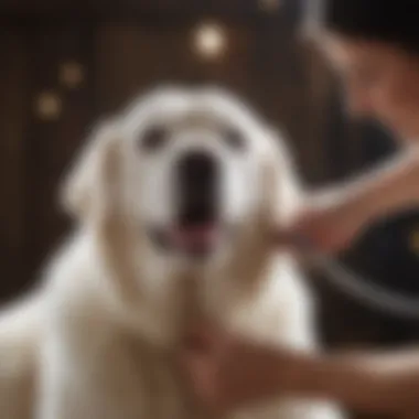 Luxurious Grooming Session for Pyrenees Pyrenees being groomed and pampered