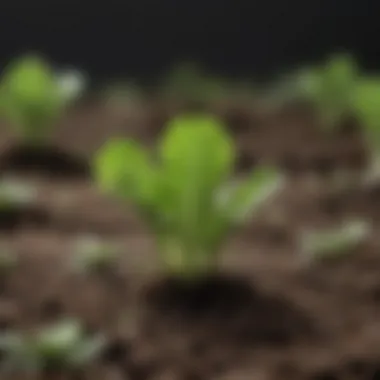 Emergence of Lettuce Seedling Lettuce seedling emerging from soil