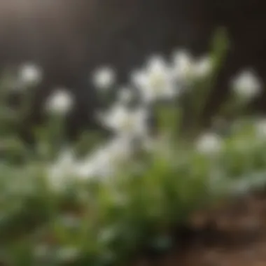 Pea plant flowering with delicate white blossoms