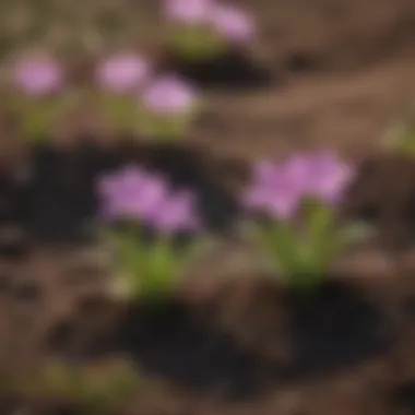 Lush Phlox Seedlings in Soil