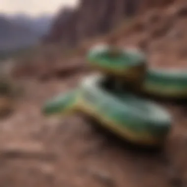 Close-up of pit viper in rocky terrain at dusk