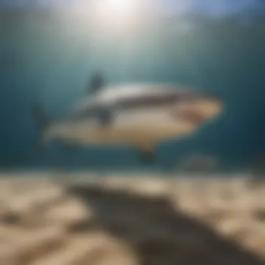 Sunlight filtering through the ocean depths where sand tiger sharks reside