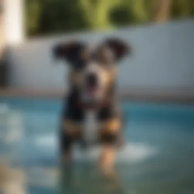 Happy Pup Enjoying a Refreshing Swim in Sturdy Pool