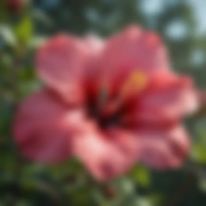 Beautiful Hardy Hibiscus Tree Blossoming in Garden