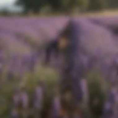 Harvesting the aromatic French lavender flowers