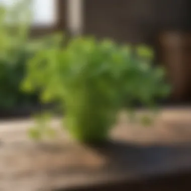 Cutting cilantro with precision for proper harvesting