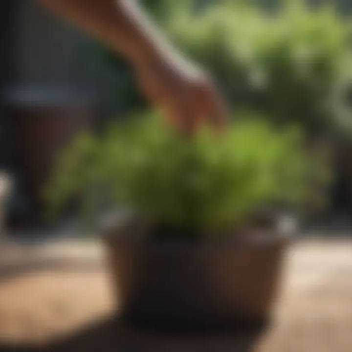 Harvesting fresh dill from a potted plant