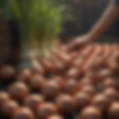 Harvesting fresh onions from a bountiful container garden