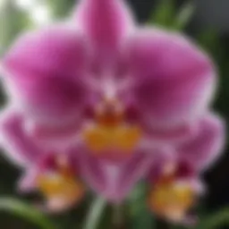 Exotic Hawaiian Orchid in Vibrant Shades