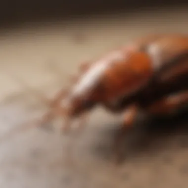 Health Hazards of Cockroach Infestations Health Hazards of Cockroach Infestations