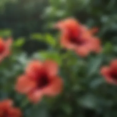 Lush Hibiscus Foliage