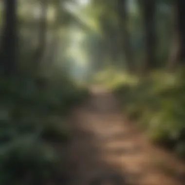 Hiking trail winding through a lush forest