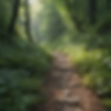 Hiking Trail through Lush Greenery