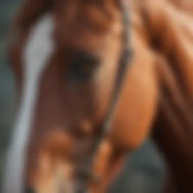 Equine health check before deworming process