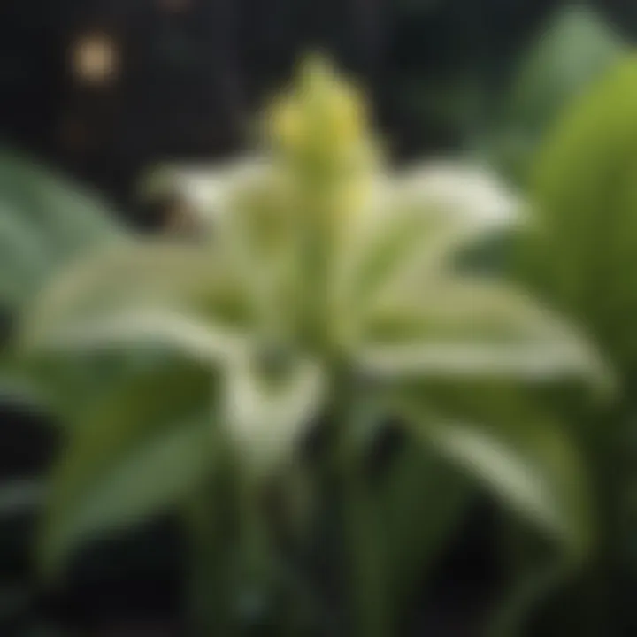 Close-Up of Hosta Flower in Full Bloom