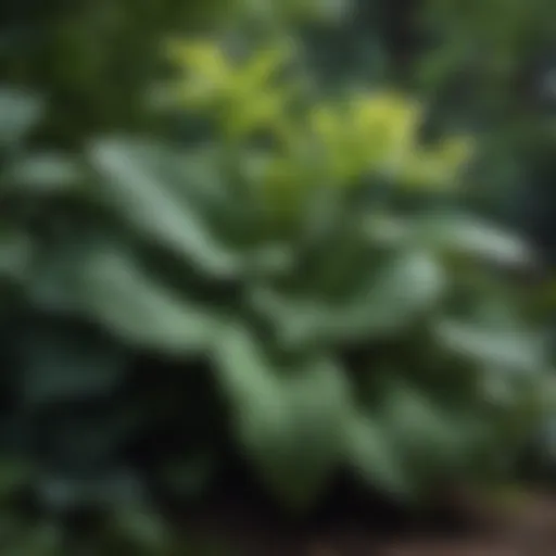 Lush Hosta Plant with Vibrant Leaves