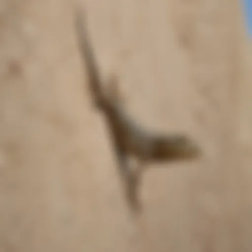 Lizard crawling on a wall