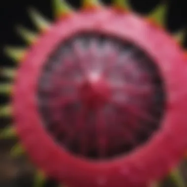 Close-up of dragon fruit flesh revealing its texture