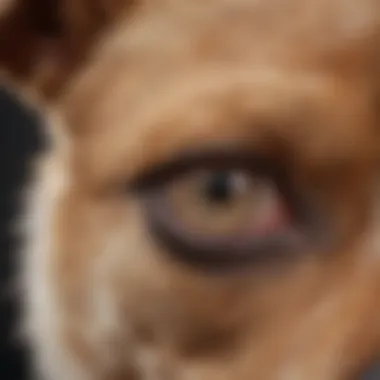 Veterinarian checking a dog's ear for ear mites