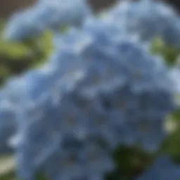 Blooming Hydrangea Macro Shot