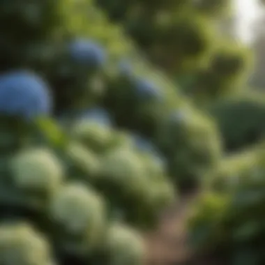 Lush Green Foliage Surrounding a Giant Hydrangea Bush