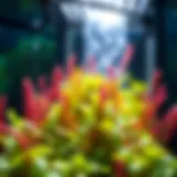 Vibrant aquatic plants thriving in a hydroponic aquarium