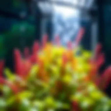 Vibrant aquatic plants thriving in a hydroponic aquarium