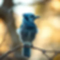 A vibrant blue jay perched on a branch showcasing its distinct plumage