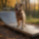 A sturdy dog ramp designed for large breeds