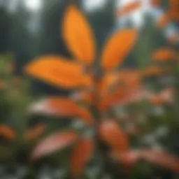 Orange berry bush leaves close-up