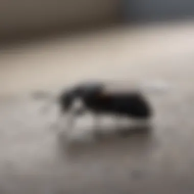 Identifying small black bugs with wings in house