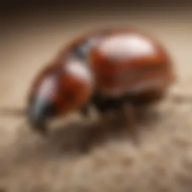 Impact of Carpet Beetle Allergic Reactions on Health